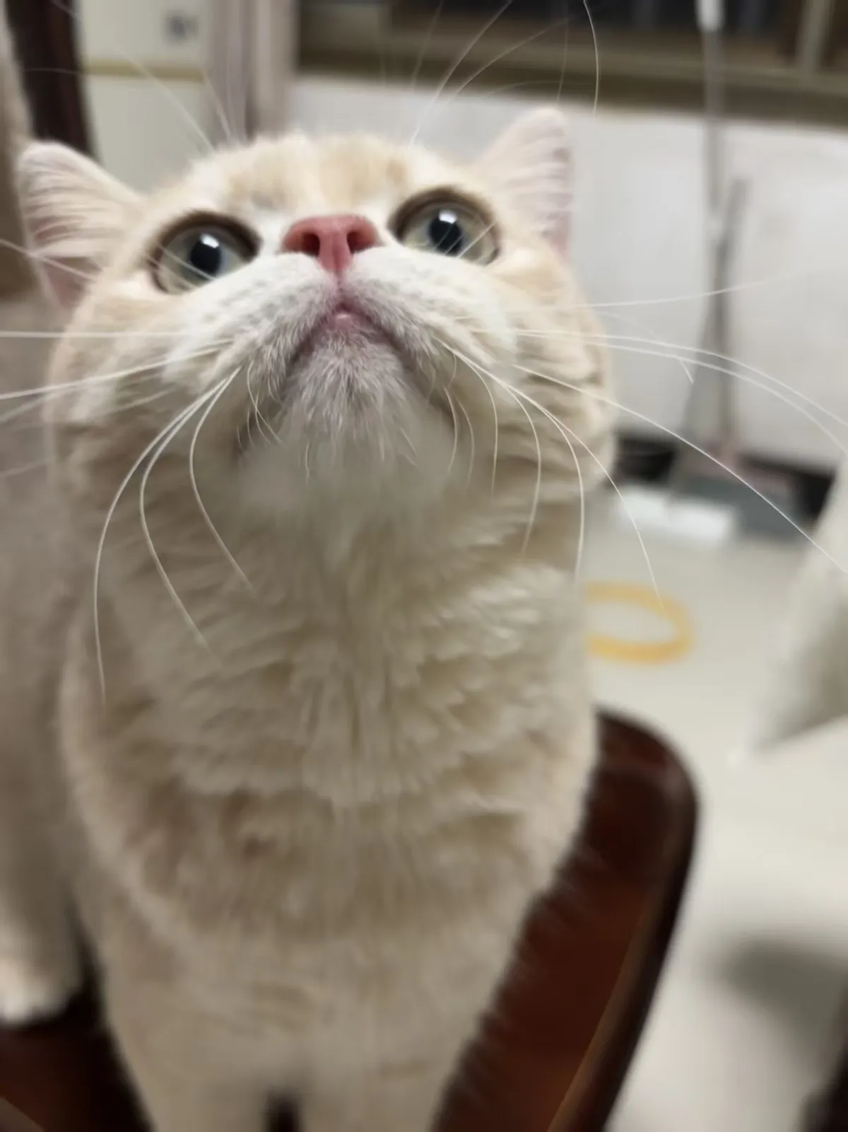 关于小猫墩墩